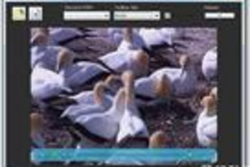 Flash Engine预览：